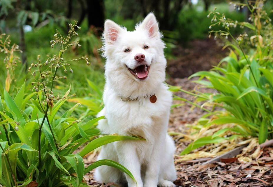 Why Does My Younger Dog Groom My Older Dog?